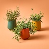 image:imageModern Sprout  2in1 Soy Candle amp Planter  in The Weeds Eucalyptus Pink Pepper Patchouli Citrus 6 Oz Scented Candle wMint Seeds  Ceramic Vessel Dual Purpose Jar  3840 Hour Burn3pack Lavender  Rosemary  Thyme