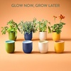 image:imageModern Sprout  2in1 Soy Candle amp Planter  in The Weeds Eucalyptus Pink Pepper Patchouli Citrus 6 Oz Scented Candle wMint Seeds  Ceramic Vessel Dual Purpose Jar  3840 Hour Burn3pack Lavender  Mint  Sage