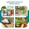 image:imageModern Sprout  2in1 Soy Candle amp Planter  in The Weeds Eucalyptus Pink Pepper Patchouli Citrus 6 Oz Scented Candle wMint Seeds  Ceramic Vessel Dual Purpose Jar  3840 Hour Burn1Pack Last Light  Cintronella