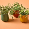 image:imageModern Sprout  2in1 Soy Candle amp Planter  in The Weeds Eucalyptus Pink Pepper Patchouli Citrus 6 Oz Scented Candle wMint Seeds  Ceramic Vessel Dual Purpose Jar  3840 Hour Burn3pack Lavender  Rosemary  Thyme