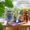 image:imageModern Sprout  2in1 Soy Candle amp Planter  in The Weeds Eucalyptus Pink Pepper Patchouli Citrus 6 Oz Scented Candle wMint Seeds  Ceramic Vessel Dual Purpose Jar  3840 Hour Burn1Pack Golden Moments  Sage