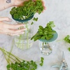 image:imageModern Sprout Botanical and Produce Keeper for Floral Arranging Herb Keeping and Plant Propagation  Food Safe and BPAFree Sustainable Materials Hydration Tray  Extends Freshness  2 PackProduce Keepers  2pk