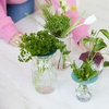image:imageModern Sprout Botanical and Produce Keeper for Floral Arranging Herb Keeping and Plant Propagation  Food Safe and BPAFree Sustainable Materials Hydration Tray  Extends Freshness  2 PackBotanical  Produce Keeper  2pk