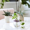 image:imageModern Sprout Botanical and Produce Keeper for Floral Arranging Herb Keeping and Plant Propagation  Food Safe and BPAFree Sustainable Materials Hydration Tray  Extends Freshness  2 PackBotanical Keepers  2pk