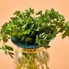 image:imageModern Sprout Botanical and Produce Keeper for Floral Arranging Herb Keeping and Plant Propagation  Food Safe and BPAFree Sustainable Materials Hydration Tray  Extends Freshness  2 PackProduce Keepers  2pk