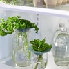 image:imageModern Sprout Botanical and Produce Keeper for Floral Arranging Herb Keeping and Plant Propagation  Food Safe and BPAFree Sustainable Materials Hydration Tray  Extends Freshness  2 PackProduce Keepers  2pk