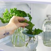 image:imageModern Sprout Botanical and Produce Keeper for Floral Arranging Herb Keeping and Plant Propagation  Food Safe and BPAFree Sustainable Materials Hydration Tray  Extends Freshness  2 PackProduce Keepers  2pk