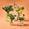 image:imageModern Sprout Botanical and Produce Keeper for Floral Arranging Herb Keeping and Plant Propagation  Food Safe and BPAFree Sustainable Materials Hydration Tray  Extends Freshness  2 PackBotanical  Produce Keeper  2pk