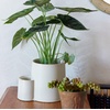 image:imageModern Sprout Ember Earth Candle Planter  2 in 1 Scented Soy Candle wBottom Feeding System amp Organic NonGMO Mint Seeds  8 Oz with 50 Hr Burn Time in a Ceramic Vessel for Indoor Herbs  PollinationPollination