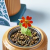 image:imageModern Sprout Flower Grow Kit  Ceramic Planter with Indoor Hydroponics Growing System Kit Ideal for Living Room Decor  Unique Gardening Gifts  Morning Glory Self Watering Flower Planting KitZinnia Dahlia