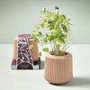 image:imageModern Sprout Flower Grow Kit  Ceramic Planter with Indoor Hydroponics Growing System Kit Ideal for Living Room Decor  Unique Gardening Gifts  Morning Glory Self Watering Flower Planting KitMorning Glory