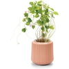 image:imageModern Sprout Flower Grow Kit  Ceramic Planter with Indoor Hydroponics Growing System Kit Ideal for Living Room Decor  Unique Gardening Gifts  Morning Glory Self Watering Flower Planting KitMorning Glory
