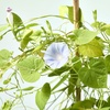 image:imageModern Sprout Flower Grow Kit  Ceramic Planter with Indoor Hydroponics Growing System Kit Ideal for Living Room Decor  Unique Gardening Gifts  Morning Glory Self Watering Flower Planting KitMorning Glory