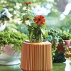 image:imageModern Sprout Flower Grow Kit  Ceramic Planter with Indoor Hydroponics Growing System Kit Ideal for Living Room Decor  Unique Gardening Gifts  Morning Glory Self Watering Flower Planting KitZinnia Dahlia