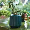 image:imageModern Sprout Flower Grow Kit  Ceramic Planter with Indoor Hydroponics Growing System Kit Ideal for Living Room Decor  Unique Gardening Gifts  Morning Glory Self Watering Flower Planting KitDaisy Daydream