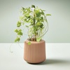image:imageModern Sprout Flower Grow Kit  Ceramic Planter with Indoor Hydroponics Growing System Kit Ideal for Living Room Decor  Unique Gardening Gifts  Morning Glory Self Watering Flower Planting KitMorning Glory