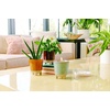 image:imageModern Sprout Glow and Grow Kit  2 in 1 Scented Candle that Grows into a Daisy Plant  12 oz Soy Candle with 78 hr Burn time in Glaze Ceramic Vessel  Planter Ideal for Home Decor AestheticDaisy