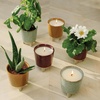image:imageModern Sprout Glow and Grow Kit  2 in 1 Scented Candle that Grows into a Daisy Plant  12 oz Soy Candle with 78 hr Burn time in Glaze Ceramic Vessel  Planter Ideal for Home Decor AestheticBasil