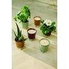 image:imageModern Sprout Glow and Grow Kit  2 in 1 Scented Candle that Grows into a Daisy Plant  12 oz Soy Candle with 78 hr Burn time in Glaze Ceramic Vessel  Planter Ideal for Home Decor AestheticDaisy