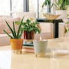 image:imageModern Sprout Glow and Grow Kit  2 in 1 Scented Candle that Grows into a Daisy Plant  12 oz Soy Candle with 78 hr Burn time in Glaze Ceramic Vessel  Planter Ideal for Home Decor AestheticAloe