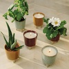 image:imageModern Sprout Glow and Grow Kit  2 in 1 Scented Candle that Grows into a Daisy Plant  12 oz Soy Candle with 78 hr Burn time in Glaze Ceramic Vessel  Planter Ideal for Home Decor AestheticBasil