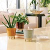 image:imageModern Sprout Glow and Grow Kit  2 in 1 Scented Candle that Grows into a Daisy Plant  12 oz Soy Candle with 78 hr Burn time in Glaze Ceramic Vessel  Planter Ideal for Home Decor AestheticBasil
