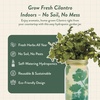 image:imageModern Sprout Mason Garden Jar  SelfWatering Hydroponics Growing System Kit with Organic Herb Seeds  Jar Planter for Indoor Herb Garden  Seed Starter Kit  Home Decor amp Gifting  LavenderCilantro