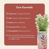 image:imageModern Sprout Mason Garden Jar  SelfWatering Hydroponics Growing System Kit with Organic Herb Seeds  Jar Planter for Indoor Herb Garden  Seed Starter Kit  Home Decor amp Gifting  LavenderRosemary