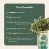 image:imageModern Sprout Mason Garden Jar  SelfWatering Hydroponics Growing System Kit with Organic Herb Seeds  Jar Planter for Indoor Herb Garden  Seed Starter Kit  Home Decor amp Gifting  LavenderCilantro