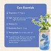 image:imageModern Sprout Mason Garden Jar  SelfWatering Hydroponics Growing System Kit with Organic Herb Seeds  Jar Planter for Indoor Herb Garden  Seed Starter Kit  Home Decor amp Gifting  LavenderMint