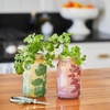image:imageModern Sprout Mason Garden Jar  SelfWatering Hydroponics Growing System Kit with Organic Herb Seeds  Jar Planter for Indoor Herb Garden  Seed Starter Kit  Home Decor amp Gifting  LavenderBasil  Mint  Parsley  Cilantro  Rosemary Lavender