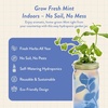 image:imageModern Sprout Mason Garden Jar  SelfWatering Hydroponics Growing System Kit with Organic Herb Seeds  Jar Planter for Indoor Herb Garden  Seed Starter Kit  Home Decor amp Gifting  LavenderMint