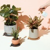 image:imageModern Sprout Plant Mister 8 oz Indoor Watering Can Aesthetic Plant Sprayer amp Water Mister Spray Bottle Garden Watering Can for Seed Starting VintageInspired Gift for Fathers Day  BlackWhite