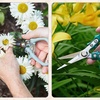 image:imageModern Sprout Pruning Shears  Herb Snipping Scissors Lightweight Gardening Tools WEasy Lock  Flower Cutter Garden Shears  Gift for Fathers Day  Carbon Steel BladeReusable HolsterOcean1PackLavender