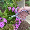 image:imageModern Sprout Pruning Shears  Herb Snipping Scissors Lightweight Gardening Tools WEasy Lock  Flower Cutter Garden Shears  Gift for Fathers Day  Carbon Steel BladeReusable HolsterOcean1PackMulticolor  12pcs