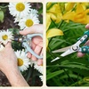 image:imageModern Sprout Pruning Shears  Herb Snipping Scissors Lightweight Gardening Tools WEasy Lock  Flower Cutter Garden Shears  Gift for Fathers Day  Carbon Steel BladeReusable HolsterOcean1PackChartreuse