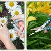 image:imageModern Sprout Pruning Shears  Herb Snipping Scissors Lightweight Gardening Tools WEasy Lock  Flower Cutter Garden Shears  Gift for Fathers Day  Carbon Steel BladeReusable HolsterOcean1PackOcean