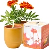 1-Pack Last Light - Cintronella
