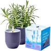 1-Pack Violet Hour - Lavender
