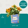 image:imageModern Sprout Complimentary Color Grow Kits Pack of 4  Gift for Plant Lovers  Seed Starter Kit  Includes Organic Strawberry Tomato Sunflower amp Cactus Seeds  Gardening Gifts that Grows with LovePack of 4