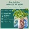 image:imageModern Sprout Garden Jar Gift Pack  SelfWatering Hydroponics Growing System Kit with Organic Herb Seeds  Seed Starter Kit for Indoor Herb Garden  Home Decor amp Gifting  Basil Parsley amp MintBasil  Parsley  Mint