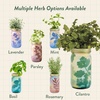 image:imageModern Sprout Garden Jar Gift Pack  SelfWatering Hydroponics Growing System Kit with Organic Herb Seeds  Seed Starter Kit for Indoor Herb Garden  Home Decor amp Gifting  Basil Parsley amp MintCilantro