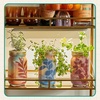 image:imageModern Sprout Garden Jar Gift Pack  SelfWatering Hydroponics Growing System Kit with Organic Herb Seeds  Seed Starter Kit for Indoor Herb Garden  Home Decor amp Gifting  Basil Parsley amp MintBasil  Rosemary  Parsley