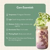 image:imageModern Sprout Garden Jar Gift Pack  SelfWatering Hydroponics Growing System Kit with Organic Herb Seeds  Seed Starter Kit for Indoor Herb Garden  Home Decor amp Gifting  Basil Parsley amp MintRosemary  Parsley