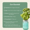 image:imageModern Sprout Mason Garden Jar  SelfWatering Hydroponics Growing System Kit with Organic Herb Seeds  Jar Planter for Indoor Herb Garden Seed Starter Kit  Decor amp Gifting BasilLavenderSunflowerBasil  Lavender  Sunflower