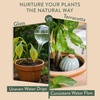 image:imageModern Sprout Terracotta SelfWatering Bulbs for Indoor Plants10oz Watering Globes 3 Pack Glazed Finish with Cork Top  Plum Sage amp Mustard Decorative Plant Accessories Fathers Day Gift for Dad