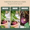 image:imageModern Sprout Terracotta SelfWatering Bulbs for Indoor Plants10oz Watering Globes 3 Pack Glazed Finish with Cork Top  Plum Sage amp Mustard Decorative Plant Accessories Fathers Day Gift for Dad
