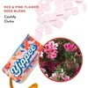 image:imageModern Sprout Seed Confetti Poppers with Flower Seeds  Party Favors for Outdoor Wedding Birthday amp Parties  NonToxic PlasticFree amp Pollinator Safe Plantable Seed Paper Yellow CheersPack of 12Pink Yippe Refills