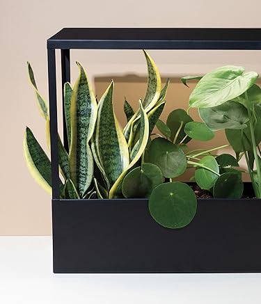 Modern Sprout | Grow Joy Indoors – Urban Gardening Essentials